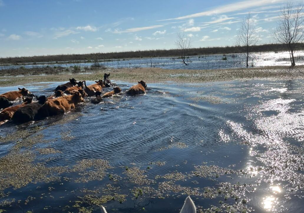 El Niño vuelve con 90% de probabilidad y el agro argentino ya debate cómo sobrevivir
