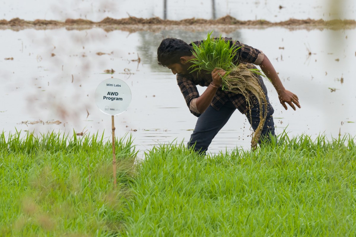 Imagen: Saudi Aramco apostó por IA agrícola india: la startup que quiere salvar el arroz asiático con datos satelitales