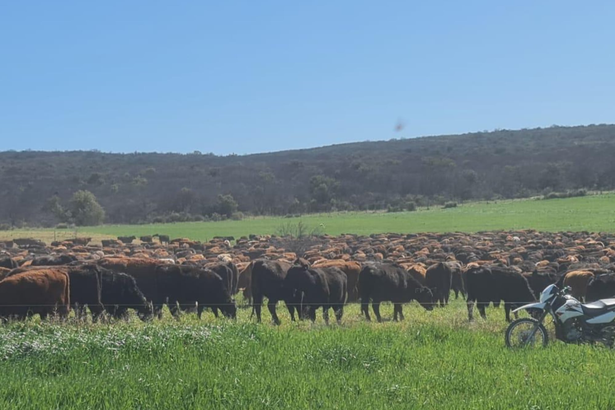 Imagen: De 200.000 a 872.000 kilos de carne: la familia que rediseñó todo y cuadruplicó su producción